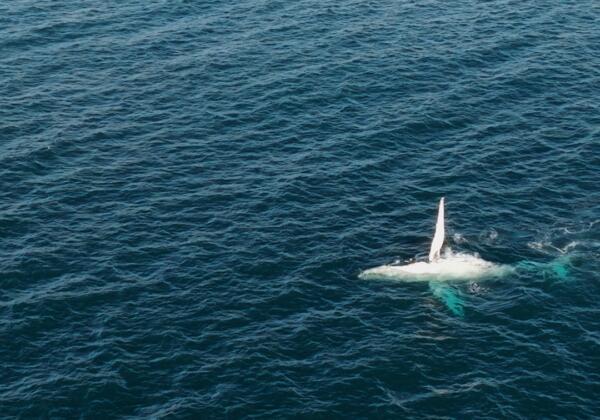 Whale watching NSW Central Coast