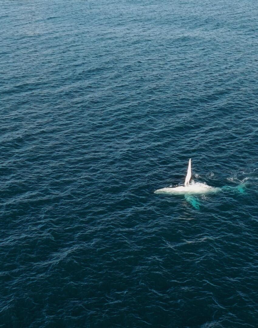 Whales-norah-head-e1746423634381