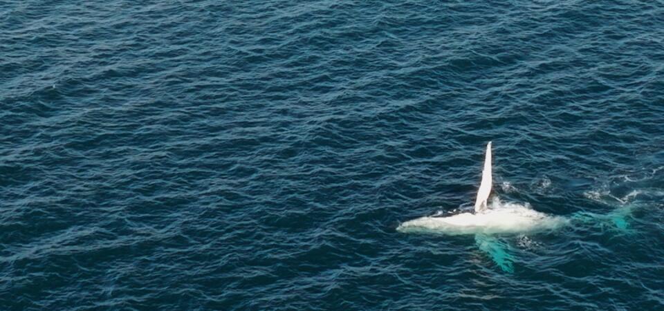 Whale watching NSW Central Coast