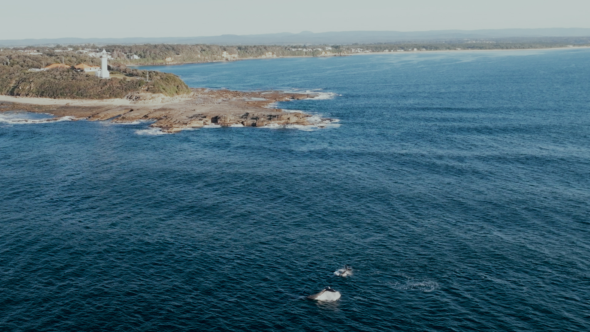 Whales1